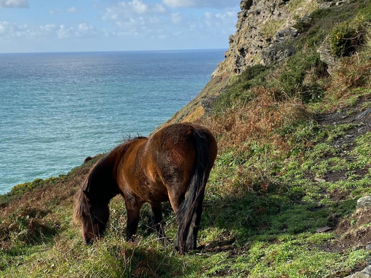 Polrunny Farm Blackberry Cottage - Cornwall Bliss In Sight Of The Sea Boscastle Dış mekan fotoğraf
