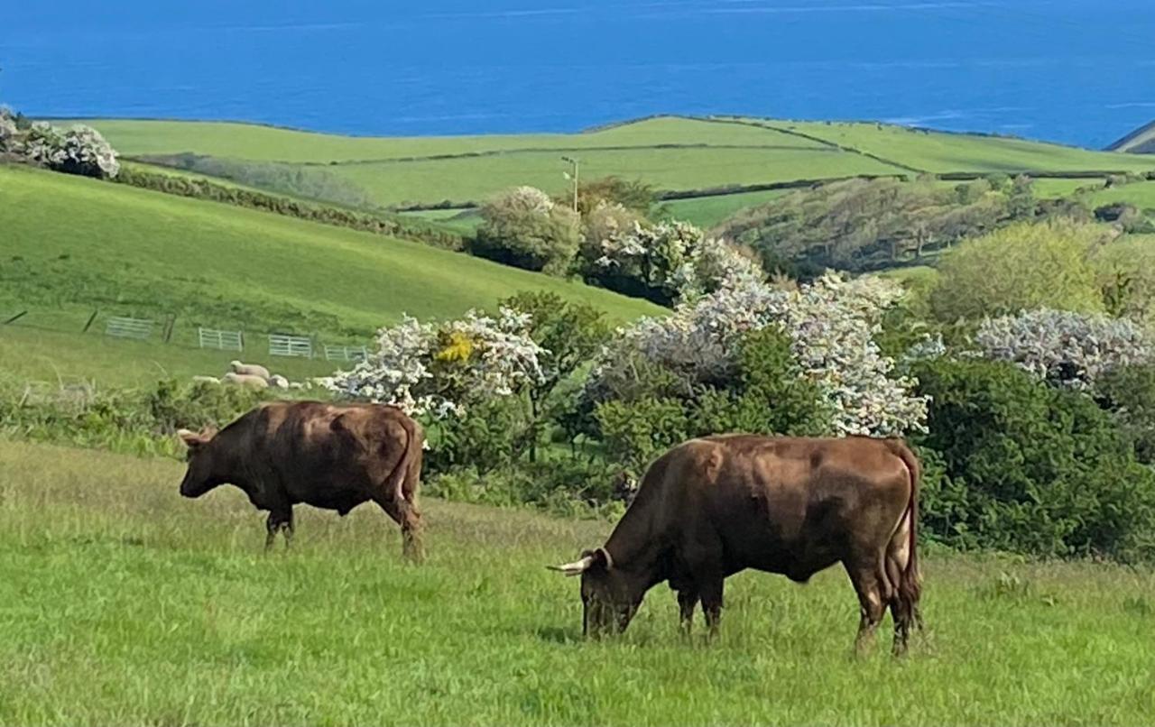 Polrunny Farm Blackberry Cottage - Cornwall Bliss In Sight Of The Sea Boscastle Dış mekan fotoğraf